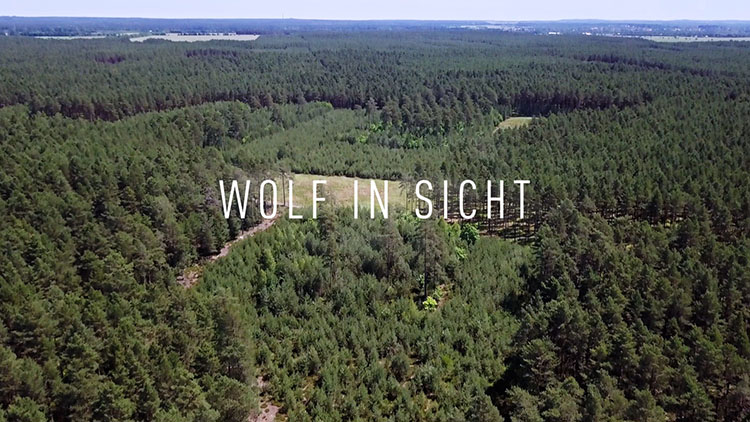 Wolf in Sich