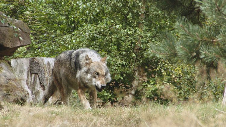 Wolf in Sicht